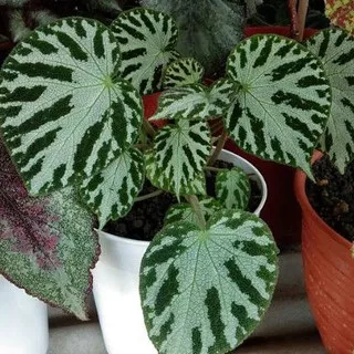 Tanaman Hias Begonia Moss Carpet/Tanaman Hias Begonia Carpet