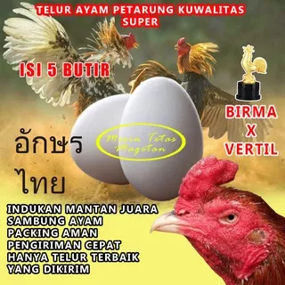 AYAM BANGKOK TELUR AYAM BANGKOK ASLI FERTIL X BIRMA  EKOR LIDI ISI 5 BUTIR JAMINAN MENETAS COD