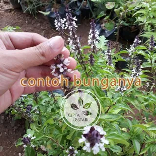 Bibit Tanaman Selasih Bibit Tanaman Daun Selasih Bibit Bunga Selasih Daun Herbal Pohon