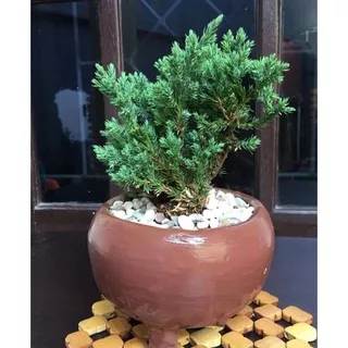 Tanaman hias cemara buaya Bahan bonsai cemara bajul /Juniperus horizontalis