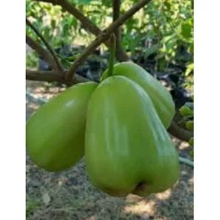 bibit jambu super green