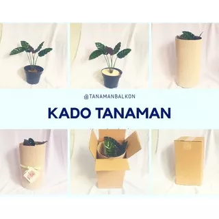 KADO TANAMAN HIAS / HADIAH TANAMAN / PLANT GIFT/ Hampers / Parsel / HARI IBU / DESEMBER