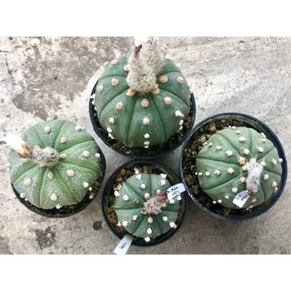 PAKET BIJI Kaktus Astro Asterias Mix TERMURAH! | Seedling Cactus Astrophytum Asterias Seed