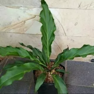 Tanaman Hias Anthurium Gelombang Cinta, Anthurium bibit gelombang cinta