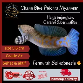 Ikan Hias Predator Aquarium Aquascape Air Tawar Gabus Kutuk Chana Channa Cana Blue Pulchra Pulcra