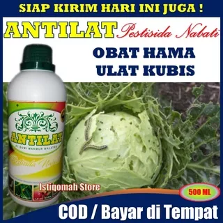 ANTILAT Insektisida Pestisida Organik Obat Hama Pembasmi Ulat Kubis Pada Semua Tanaman - Obat Ulat Pada Tanaman Kubis - Obat Pembasmi Ulat Pada Tanaman Kubis - Obat Hama Tanaman Kubis - Insektisida Untuk Ulat Pada Tanaman Kubis - Racun Ulat Untuk Kubis