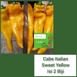 2 Benih Cabe Raksasa Italia Sweet Pepper Yellow Bibit Berkualitas Pilihan Terbaik Harga Terjangkau