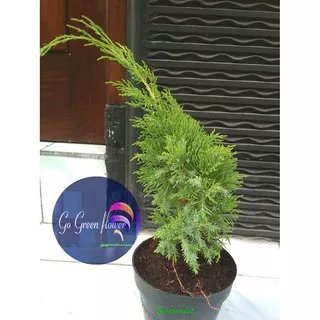 Cemara Lilin Cemara Pecut Cemara Sinensis Bibit Tanaman Murah Berkwalitas Bergaransi