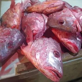 kepala ikan kakap merah fresh 1kg/ikan segar