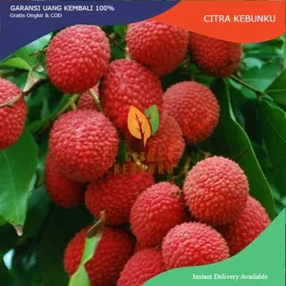 Bibit Buah Leci Kom Leci Merah Cangkok Super