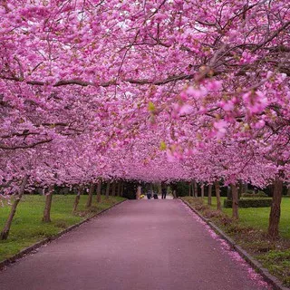 Bibit Benih Biji Pohon Sakura Jepang Japanese Flowering CherryTree - Biji Tanaman Pohon Sakura - COD