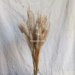 [10 pcs] Bunga Alang alang kering / Dried  ilalang / rumput alang alang