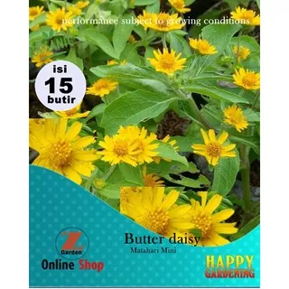 biji benih tanaman hias bunga matahari kecil matahari mini butter daisy isi12 butir / repack