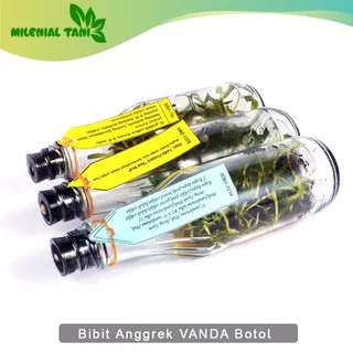 Bibit Bunga Anggrek VANDA Anggrek Botol