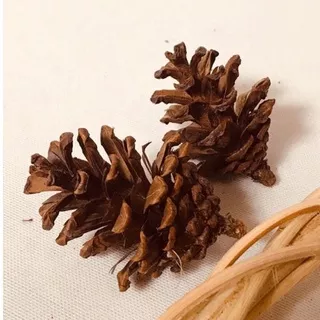 Pinus Kering Bunga Pinus Kering Dried Flower Perlengkapan Foto Produk