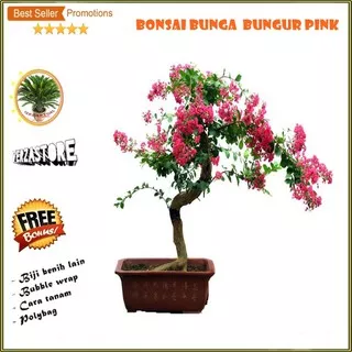 biji benih bonsai bunga  bungur pink promo / 30 biji