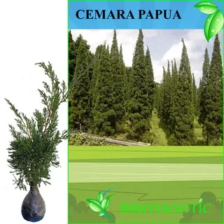 Tanaman Cemara Papua / Pecut (Tinggi 30-50 cm)