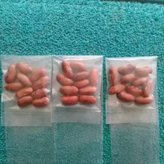 Benih Kacang Merah Rambat