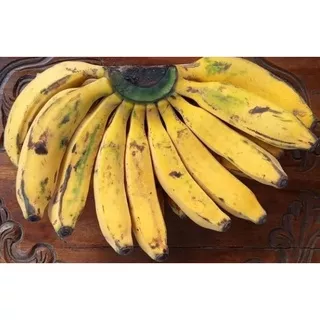 PISANG RAJA BULU