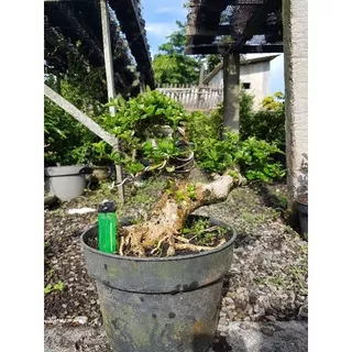 Tanaman hias bonsai sancang stok terbaru