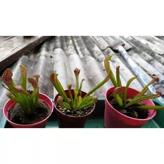 Sarracenia pitcher carnivorous plant