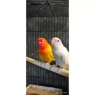 Sepasang Burung Lovebird Lutino mm dan Albino mm