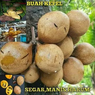 BUAH KEPEL SEGAR MANIS 1 KG LANGKAH