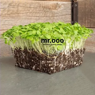 Microgreens Mustard - Spinach (Komatsuna) - 5 Gram (+/- 1000 benih) - Repack Benih USA