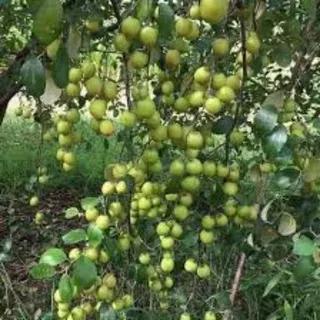 bibit tanaman buah apel india apel putsa apel hijau Unggul
