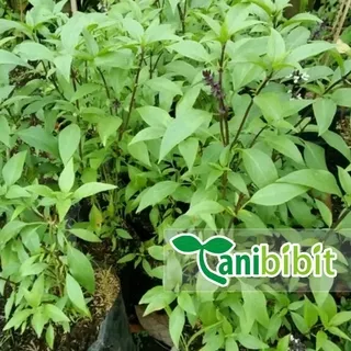 Bibit Tanaman Selasih - Basil (obat herbal) - Buah Biji Selasih