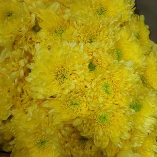 crisant kuning FRESH flower bunga potong tangerang gading serpong