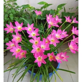 tanaman hias kucai tulip bunga pink - Tanaman Hidup-(Rain,Bunga Lily Hujan)-Bunga Hidup Murah Indoor