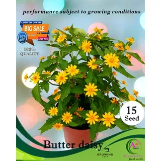 15butir biji benih bibit tanaman hias bunga matahari mini  kecil  Butter daisy yellow flower