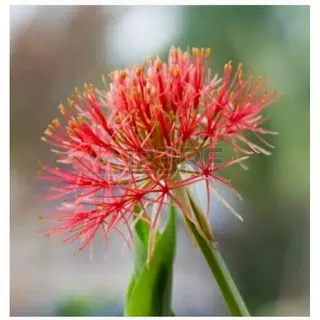 Tanaman hias bunga desember/Blood lily(JUMBO)