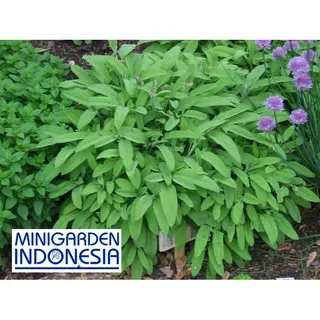 MGI 4 Benih Herbal sage F1 mr. fothergills bibit tanaman obat sayur sayuran herb