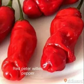 Benih/biji Cabai unik cabai porno cabai Red peter willies pepper