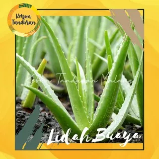 Lidah Buaya Jumbo - Bibit Tanaman Herbal Aloe Vera