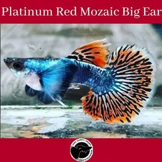 Ikan Guppy Platinum Red Mozaik Big Ear / Guppy PRMBE / Ikan Aquascape / Ikan Hias