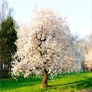 1 Autumn Cherry Tree- Enjoy Unique Flowers in the Fall