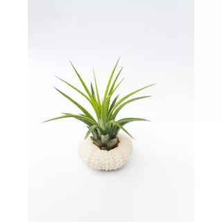 TILLANDSIA IONANTHA RUBRA + SEA URCHIN SHELL / CANGKANG BULU BABI