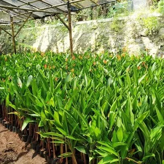 tanaman heliconia / pohon pisang pisangan / tanaman hias heliconia