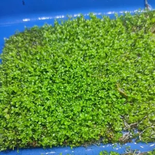 Tanaman Aquascape Cuba karpet Hemianthus Ukuran 10×8 Cm