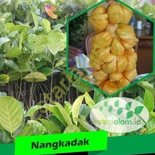 Bibit tanaman pohon nangkadak buah nangkadak bibit tanaman pohon nangkadak