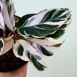 Calathea White Fushion - Calathea Tissue