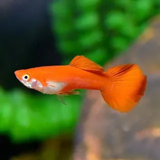 Ikan Guppy Red Blonde sepasang Ikan Hias guppy Aquascape guppy keren