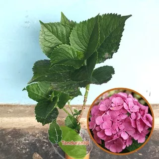 Tanaman Hias Pancawarna Pink ( Hydrangea Forever Pink )