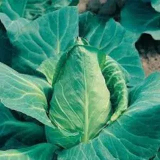 Biji Benih Kubis Cabbage Offenham 2 Impor