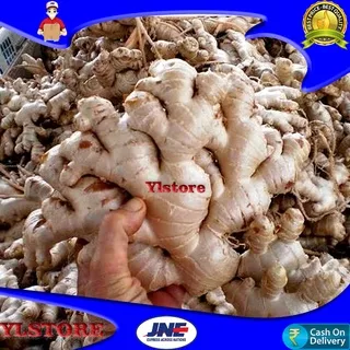 Jahe gajah 1kg / jahe gajah segar / jahe gajah besar / jahe gajah super jumbo / jahe gajah besar 1kg