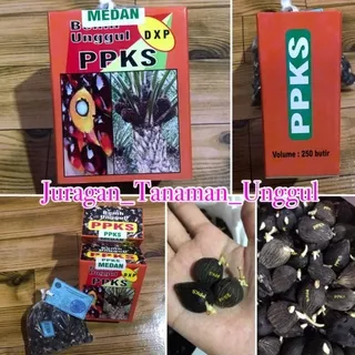 Kecambah Polong Kelapa Sawit PPKS Benih Unggul