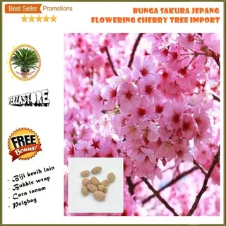 Biji Benih Bunga Sakura Jepang Flowering Cherry Tree import /3 biji